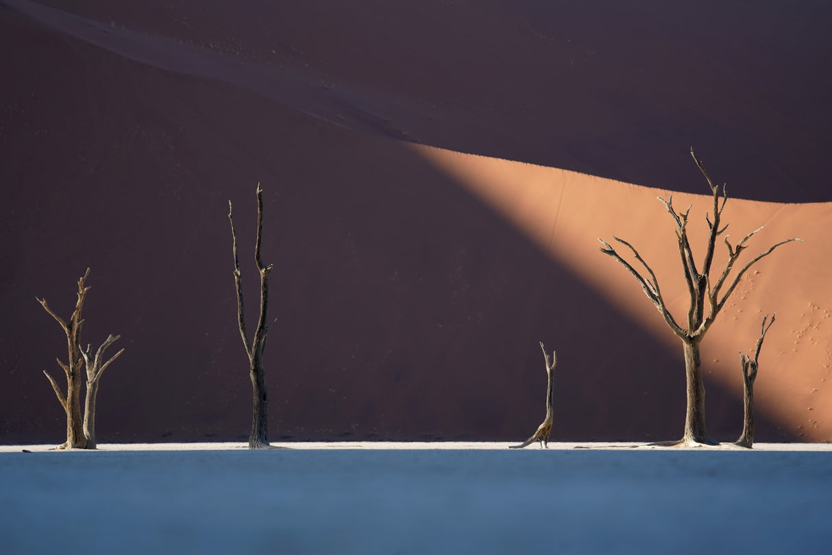 Deadvlei Poster och Canvastavla