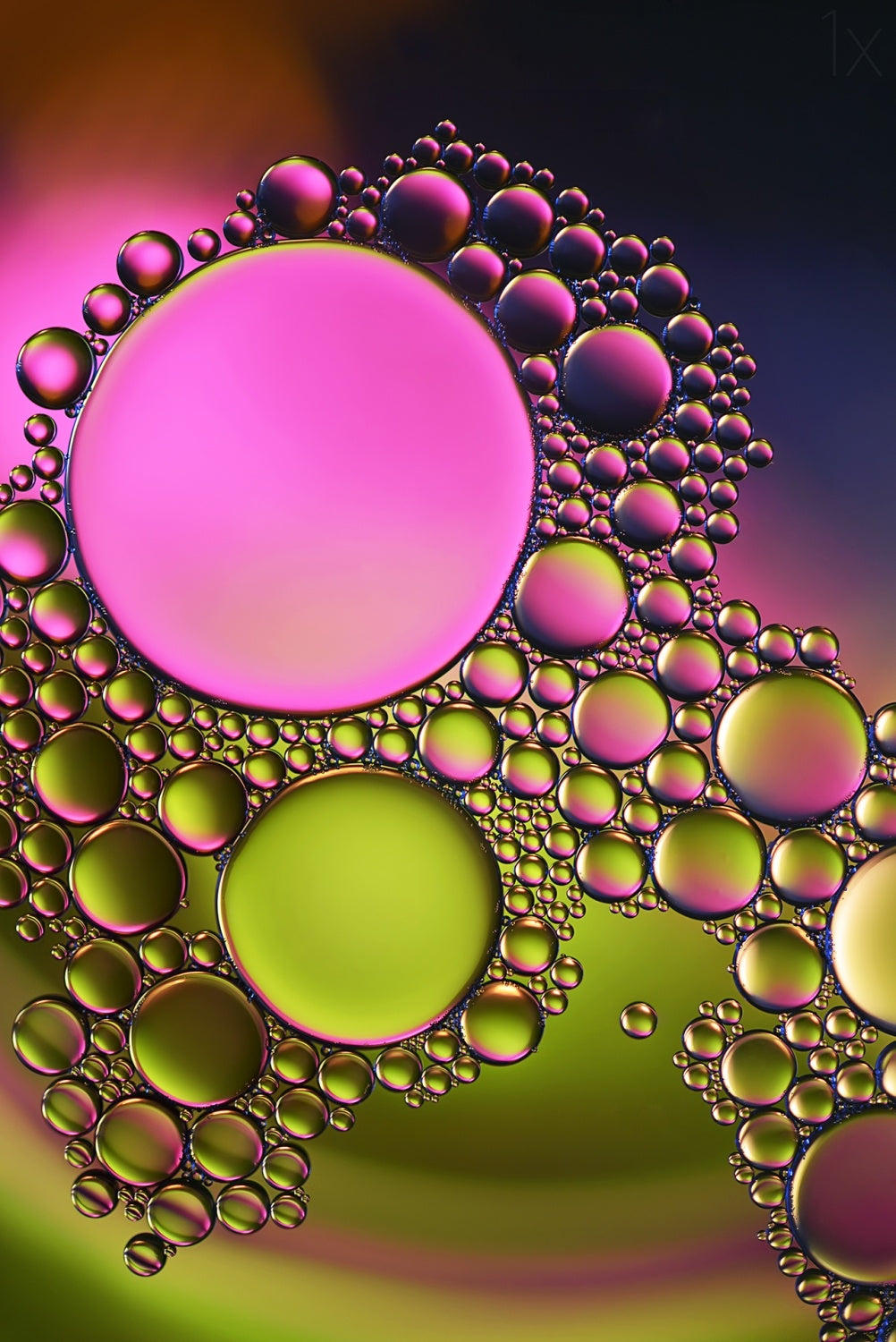 Pink influence Poster och Canvastavla