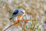 Black Shouldered Kite with a Vole Poster och Canvastavla
