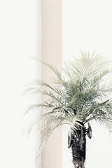 Palm tree Poster och Canvastavla
