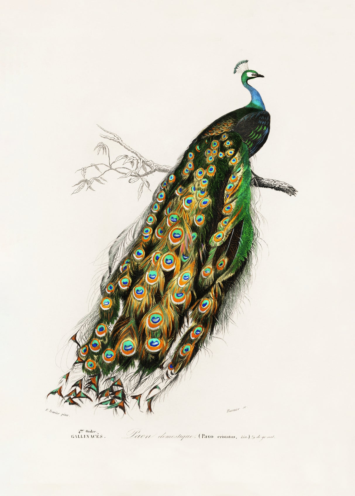 Indian Peafowl Peacock Poster och Canvastavla