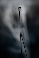 From last Year Poster och Canvastavla