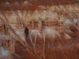 A pine tree on the steep cliff Poster och Canvastavla