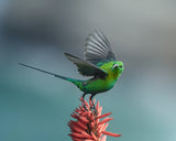 The sunbird Poster och Canvastavla