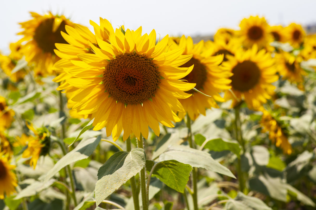 sunflowers on a sunny day Poster och Canvastavla