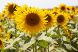 sunflowers on a sunny day Poster och Canvastavla