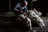 Sheep shearing Poster och Canvastavla