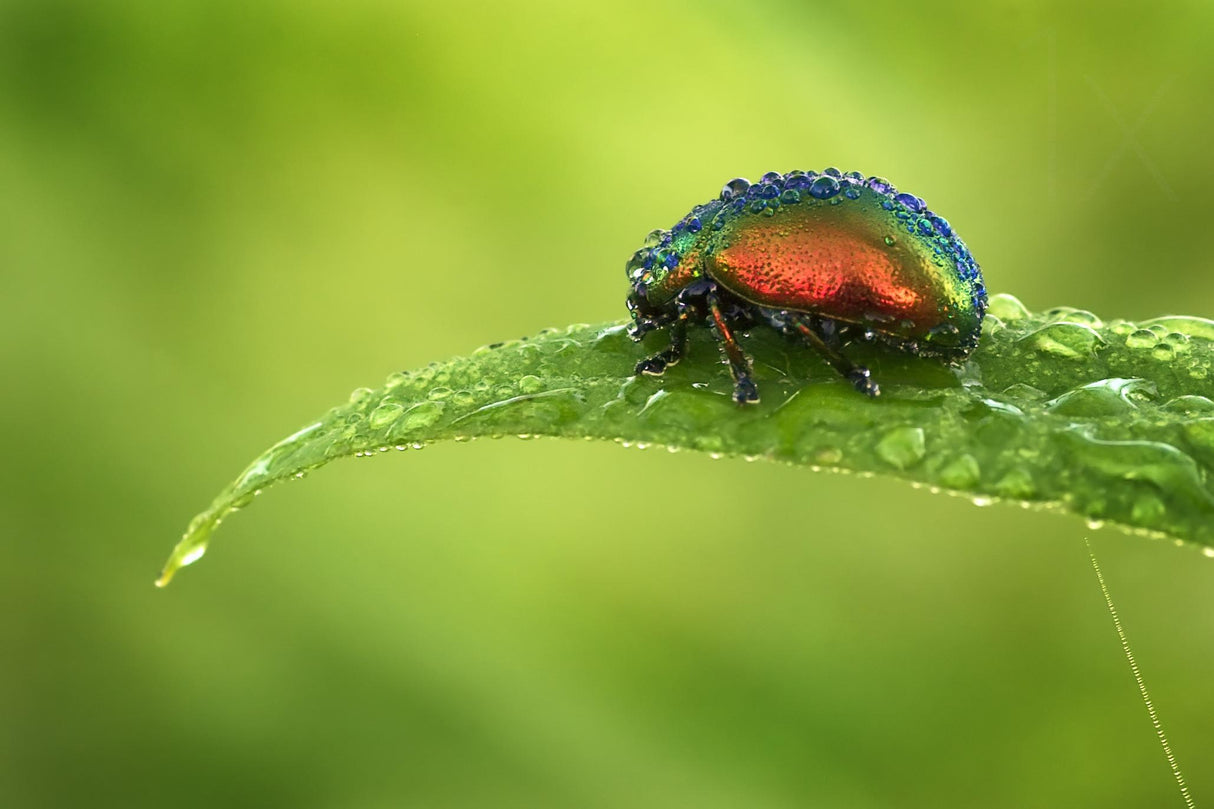 Rainbow on a leaf Poster och Canvastavla