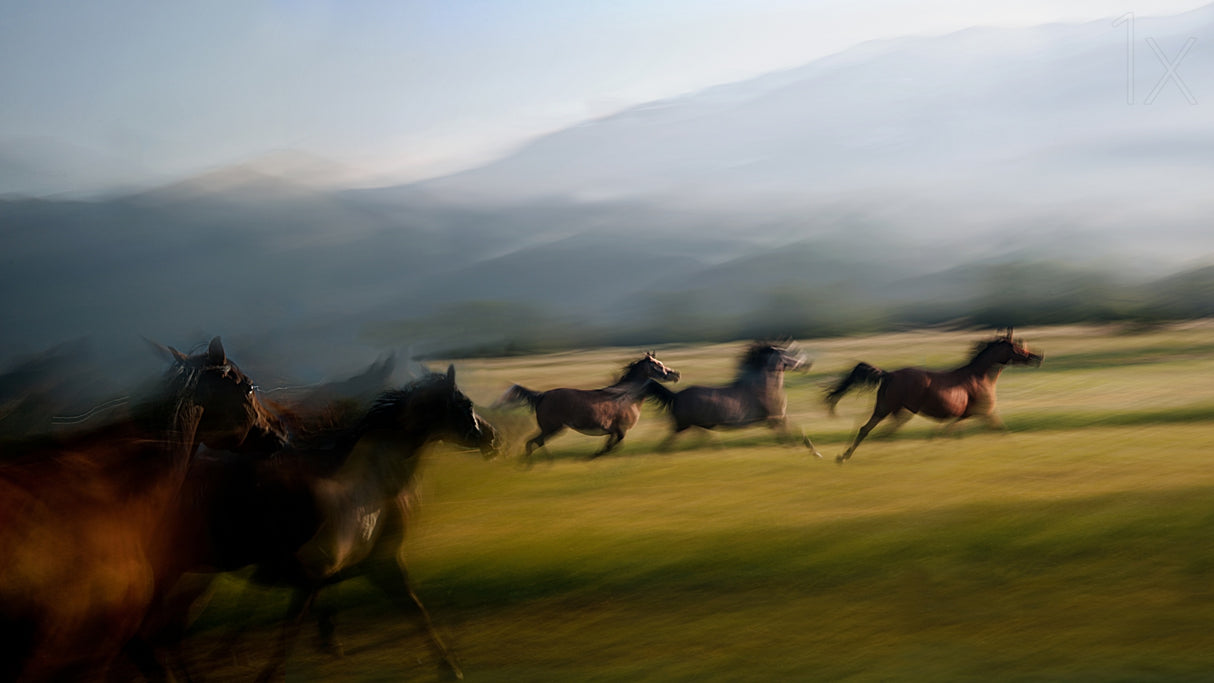 Free gallop Poster och Canvastavla