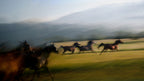 Free gallop Poster och Canvastavla