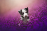 Cutie Poster och Canvastavla