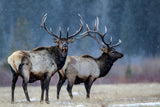 First snow Poster och Canvastavla