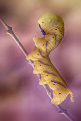 African death's-head hawkmoth Poster och Canvastavla