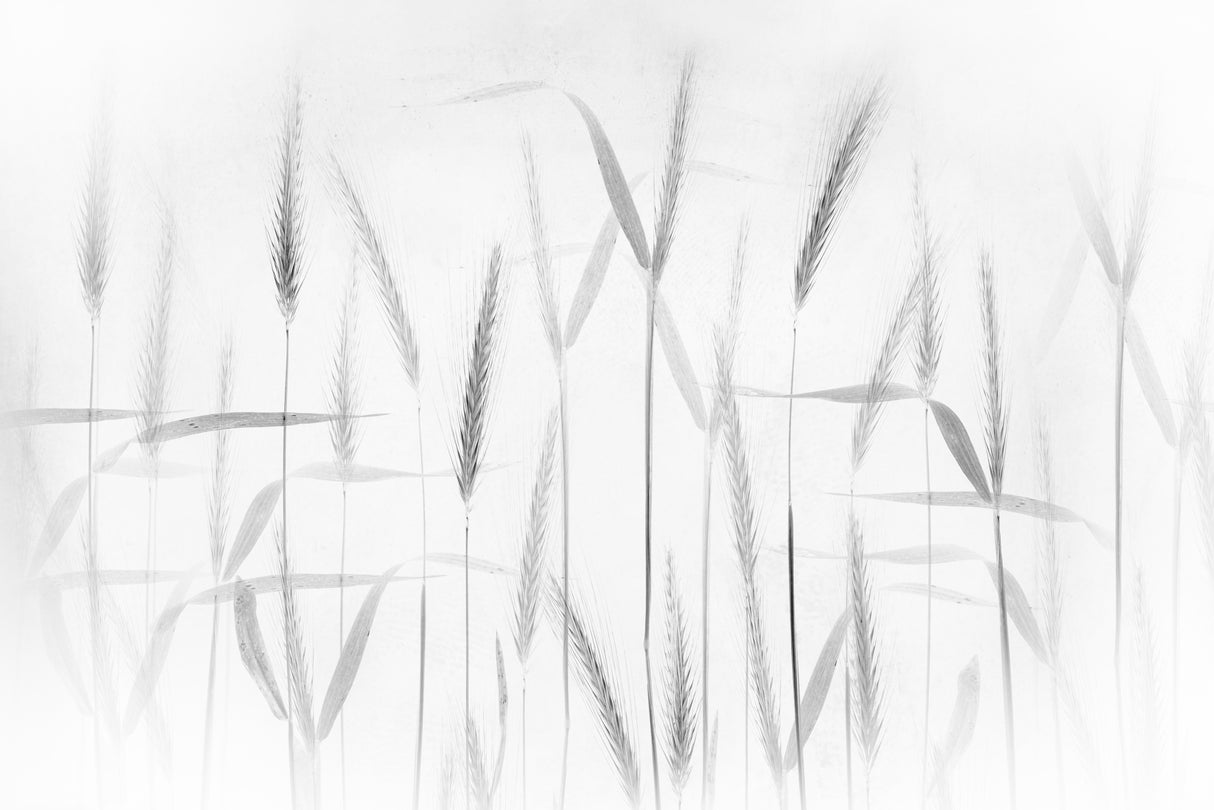 Corn art Poster och Canvastavla