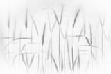 Corn art Poster och Canvastavla