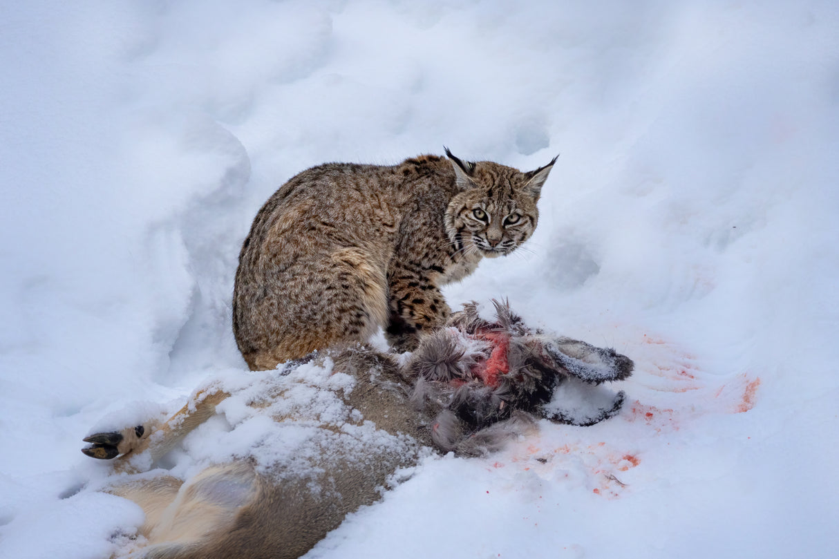 bobcat Poster och Canvastavla