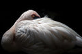 Lesser flamingo Poster och Canvastavla