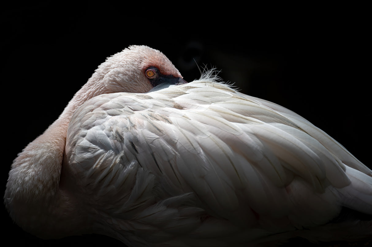 Lesser flamingo Poster och Canvastavla