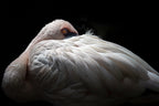 Lesser flamingo Poster och Canvastavla
