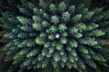 Dead tree surrounded by alive trees, drone photo. Poster och Canvastavla