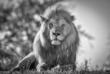Monochromatic lion king Poster och Canvastavla