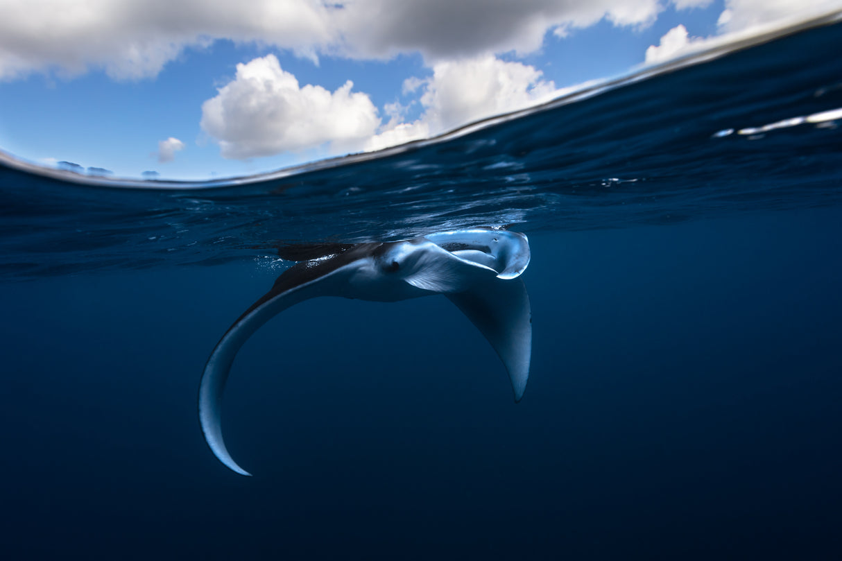 Little Manta ray Poster och Canvastavla