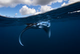 Little Manta ray Poster och Canvastavla