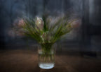 Pink tulips Poster och Canvastavla