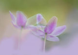 Purple dreams. Poster och Canvastavla