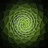 Succulent Poster och Canvastavla