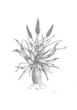 Aloe Poster och Canvastavla