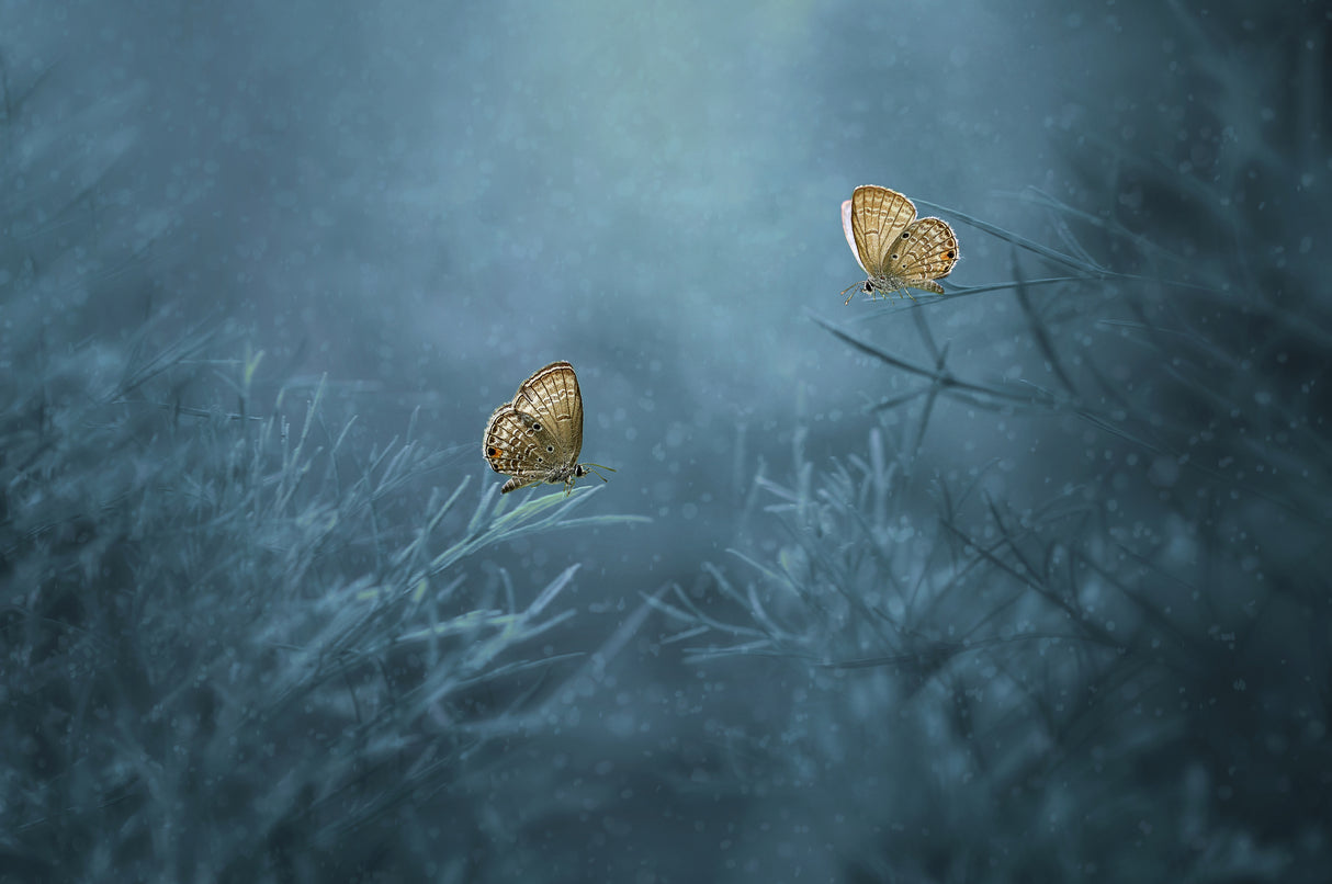 Two Butterflies Poster och Canvastavla