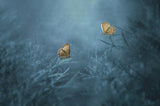 Two Butterflies Poster och Canvastavla