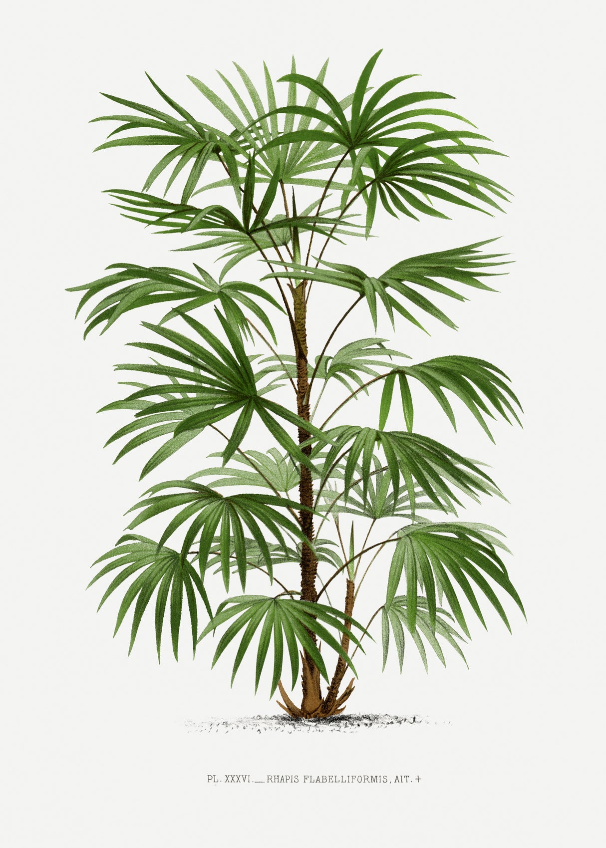 Xxxvi Rhapis F Poster och Canvastavla