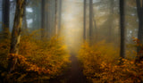 Take me for a walk Poster och Canvastavla