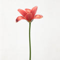 Long stemmed tulip Poster och Canvastavla