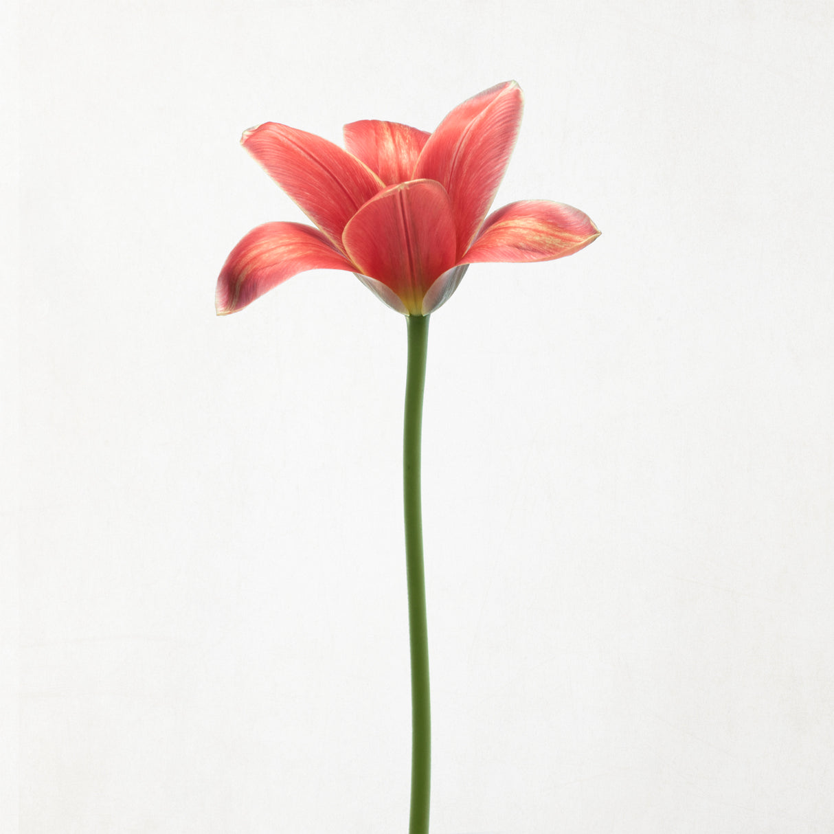 Long stemmed tulip Poster och Canvastavla