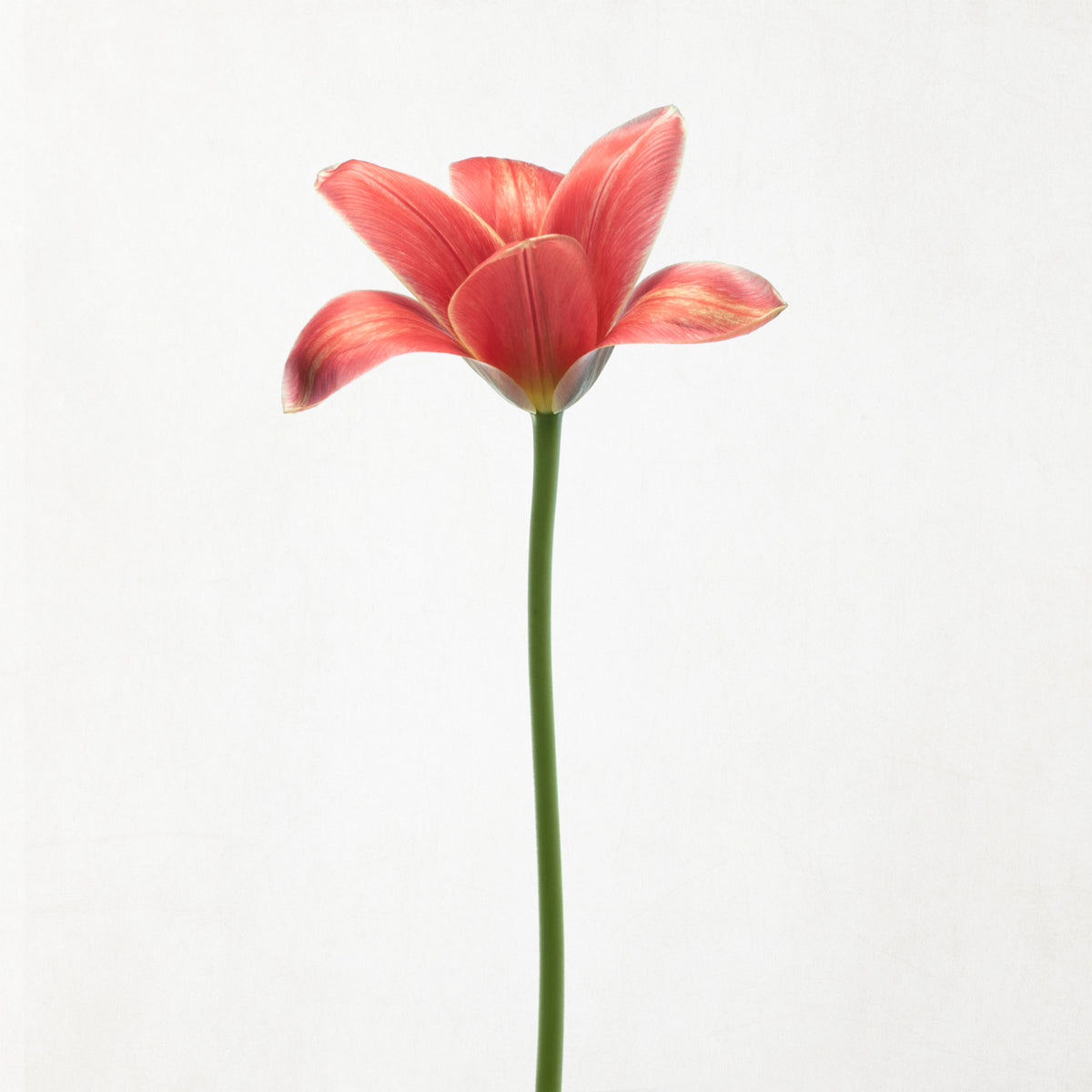 Long stemmed tulip Poster och Canvastavla