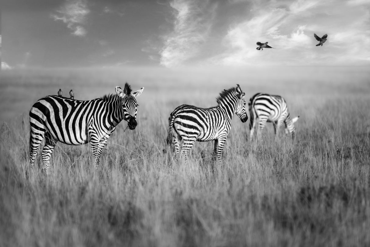 Morning grazing Poster och Canvastavla