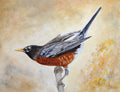 Morning Stretch American Robin Poster och Canvastavla