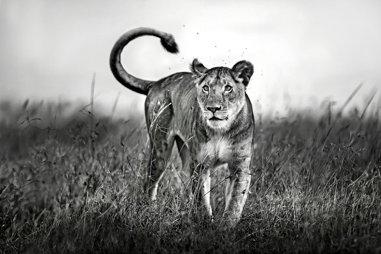 Lioness Close Up Poster och Canvastavla