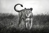 Lioness Close Up Poster och Canvastavla