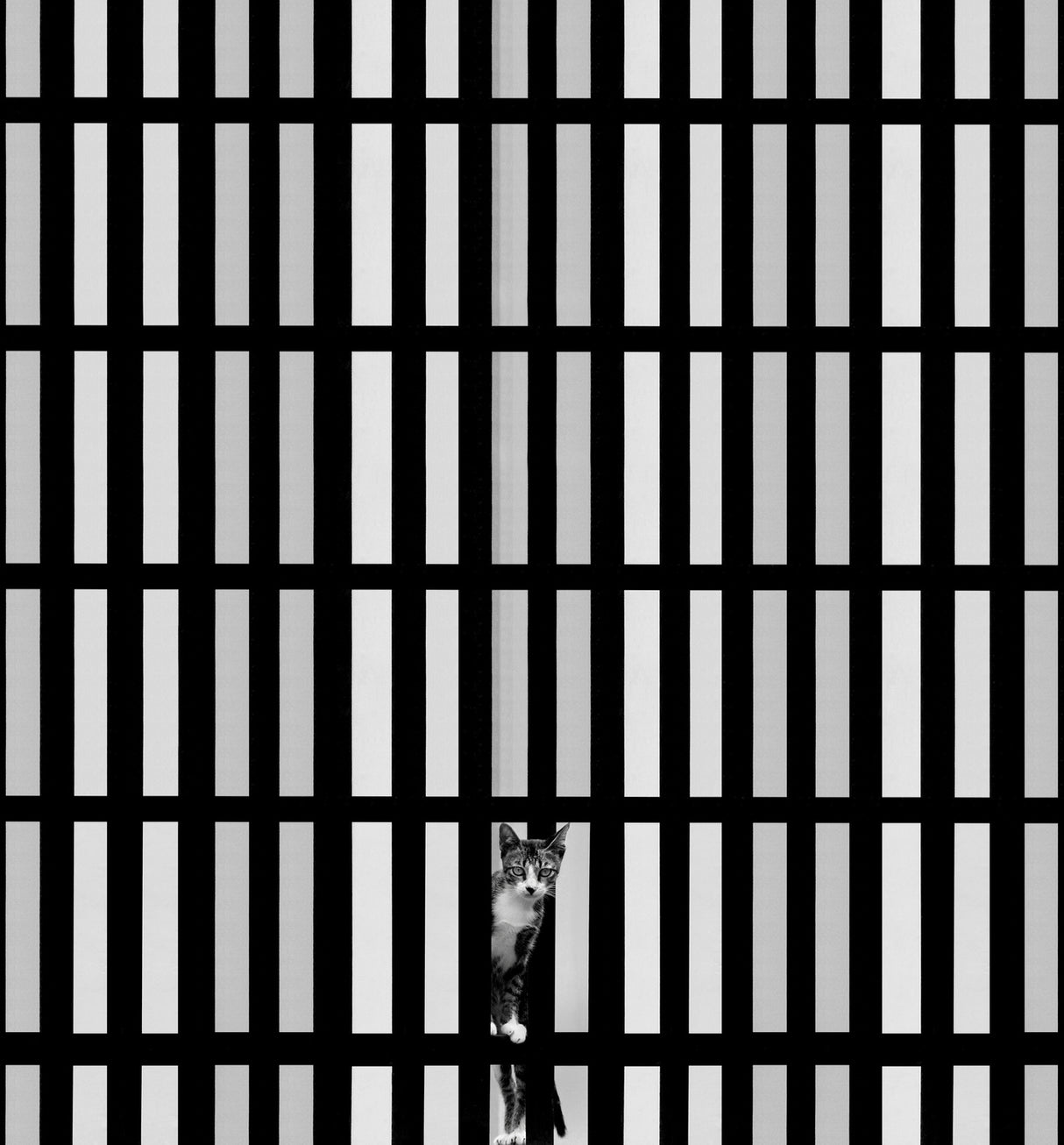 The Cat and The Lines Poster och Canvastavla