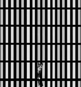The Cat and The Lines Poster och Canvastavla