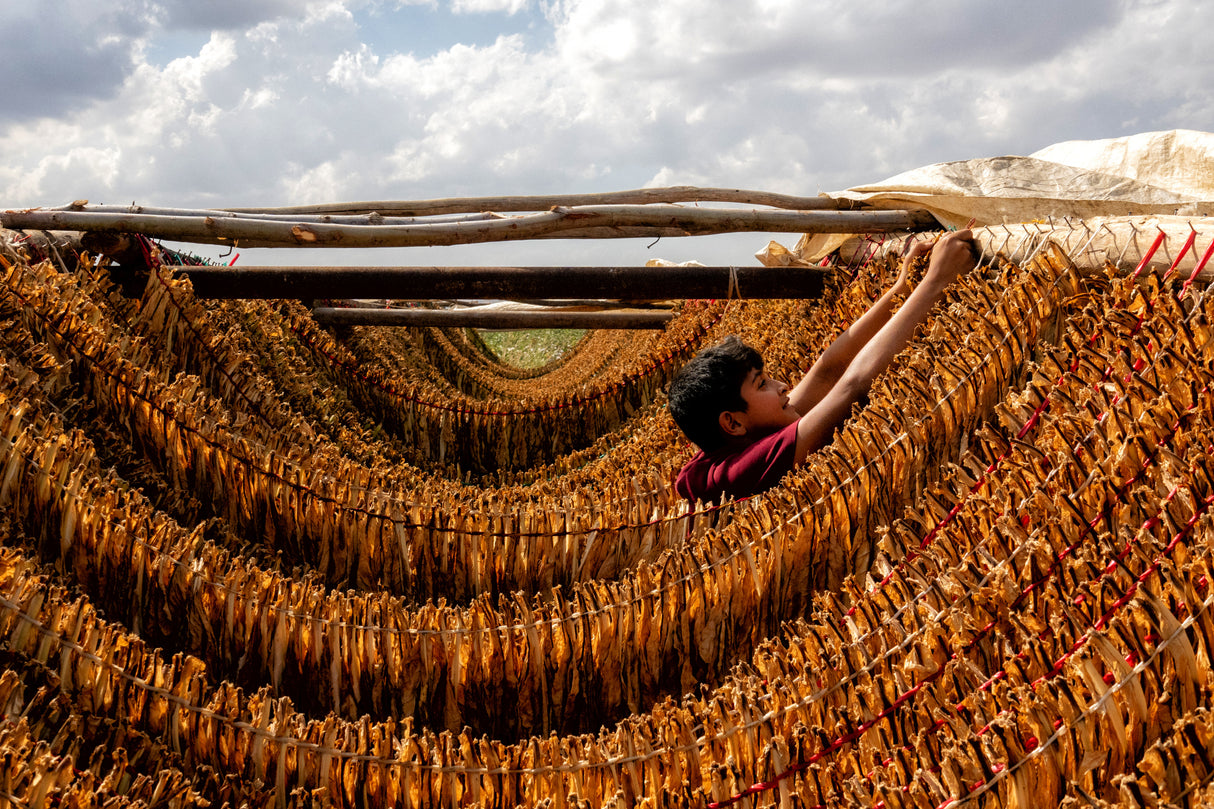 tobacco drying Poster och Canvastavla
