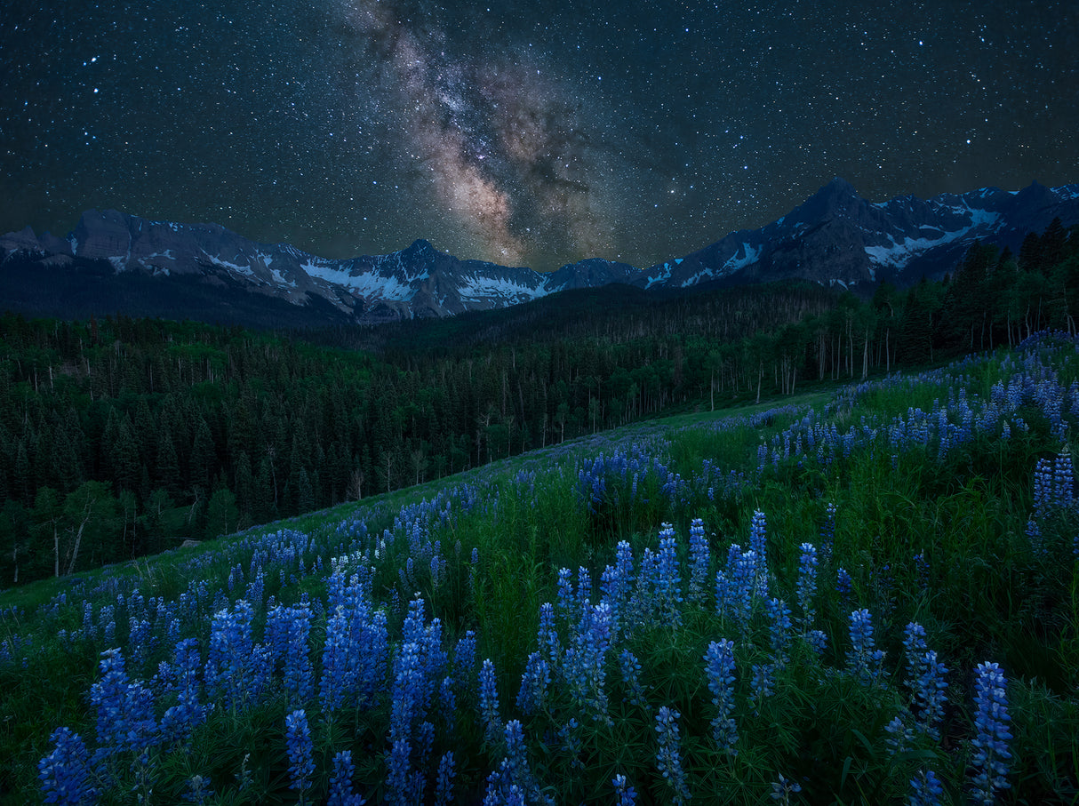 Milky Way over Lupine Slope Poster och Canvastavla