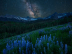 Milky Way over Lupine Slope Poster och Canvastavla