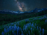 Milky Way over Lupine Slope Poster och Canvastavla
