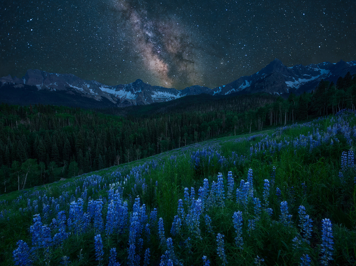 Milky Way over Lupine Slope Poster och Canvastavla