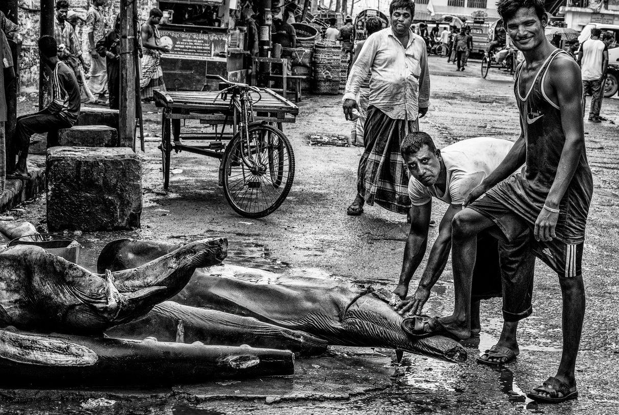 Shark selling point in a market in Bangladesh Poster och Canvastavla